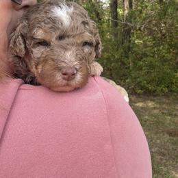 Mocha -Guardian opportunity - Chocolate merle female Bernedoodle puppy in Pittsburg, Illinois from Doodles on Rock Creek