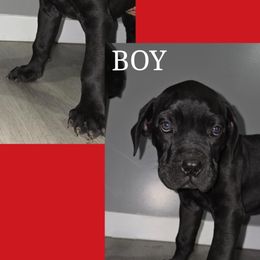 Cane Corso Puppies from Angel Ballard