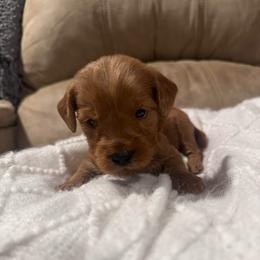 River - Red  female Goldendoodle puppy in Graham, North Carolina from Geise Meadow Doodles