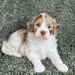 Kai - Brown male Cavapoo puppy in Floyd, Virginia from Hearts and Paws Poodles and Doodles