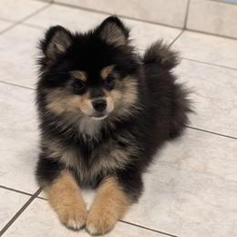 Raven (Goober) - Tri-color female Pomsky puppy in Temple, Texas from Lone Star Pomsky