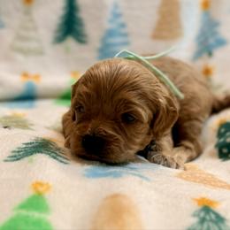 Cupid - Apricot female Cavapoo puppy in Preston, Idaho from Shaffer Top Notch Puppies