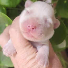 Fiona - White female Miniature Schnauzer puppy in Ferndale, Washington from Blackhorse Schnauzers Washington state