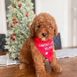 Jingle - Red  male Goldendoodle puppy in Hopkins County, Texas from Boutique Doodles