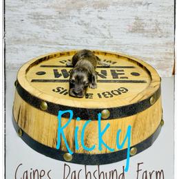 Ricky - Dapple male Dachshund puppy in Cincinnati, Ohio from Caines Dachshund Farm