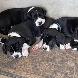 Great Dane Puppies from Coppola's Danes