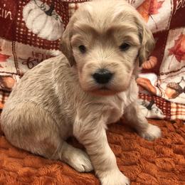 Pink - Apricot female Goldendoodle puppy in Medina, Ohio from Farmer Doodles