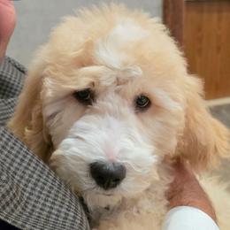 Benny - pink - Cream male Goldendoodle puppy in Phoenix, Arizona from Kerri's Goldendoodles