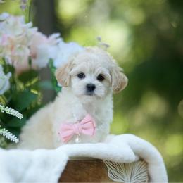 Pina colada - Cream female Maltipoo puppy in Deming, Washington from Heavenly Puppies to Love