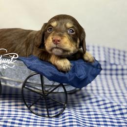 Choc n cream 2 - Chocolate and cream female Dachshund puppy in Nashville, Arkansas from Whisenhunt Farms