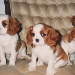Cavalier King Charles Spaniels from Majesty Cavaliers