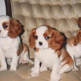 Cavalier King Charles Spaniels from Majesty Cavaliers