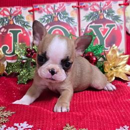 Black mask fawn girl - Seal and white female Boston Terrier puppy in Corsicana, Texas from JT Bostons