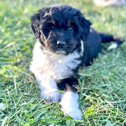 Aussiedoodle Puppies from A Dose Of Doodle