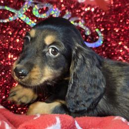 Boy 1 - male Dachshund puppy in Polo, Missouri from Cool Runnin Dachshunds