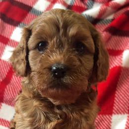 Lincoln (Link) - Red male Cavapoo puppy in New Holland, Ohio from Happy Tails