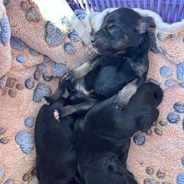Female 1 - Black and silver female Miniature Schnauzer puppy in Springfield, Tennessee from My Lovable Schnauzers