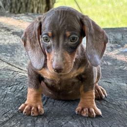 Bode - Chocolate and tan male Dachshund puppy in Industry, Illinois from KDKs Kennels