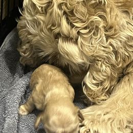 Boy 1 - Buff male Cocker Spaniel puppy in Trinidad, Colorado from Sweet Cockers