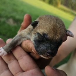 Girl2 - Red female Shiba Inu puppy in Leesville, Louisiana from Fountains Courageous