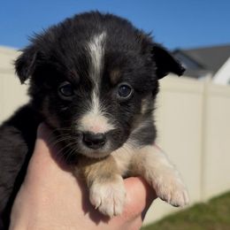 Girl 5 - Black tri female Miniature Australian Shepherd puppy in Murfreesboro, Tennessee from Norby's Mini Aussies