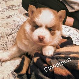 Cinnamon - Red and white male Pomsky puppy in Blackfoot, Idaho from Snake River Pomskys