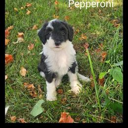 Pepperoni - Black and white female Sheepadoodle puppy in Farley, Iowa from Iowa's Doodle Co.
