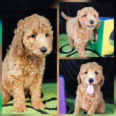 Clip (orange collar) - Apricot male Double Doodle puppy in Harris County, Texas from Cute & Curly Doodles