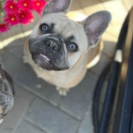French Bulldogs from Zephyr Frenchies