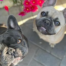French Bulldogs from Zephyr Frenchies
