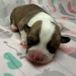 Sorrel - Red male American Corgi puppy in Scottown, Ohio from Wyndy Ridge Corgis