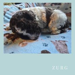 Boy 2 - Brown roan male Lagotto Romagnolo puppy in Salida, California from Harper's Lagotti