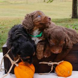 Sofie's Green Boy - 2 Blue Eyes - Red phantom male Aussiedoodle puppy in Burkesville, Kentucky from Bline’s Awesome Aussies, Aussiedoodles & Doxies at the Bline Family Farm