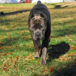Cane Corso from Central Jersey Kennels
