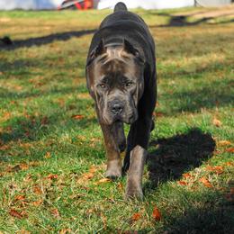 Cane Corso from Central Jersey Kennels