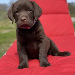 Labrador Retriever Puppies from Paws Farm Retrievers