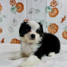 Griffin - Black tri male Toy Australian Shepherd puppy in Bauxite, Arkansas from J & B Mini Aussies