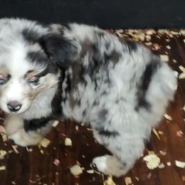 Australian Shepherd, Miniature Australian Shepherd, and Toy Australian Shepherd Puppies from Rumour Has It Aussies