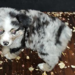 Australian Shepherd, Miniature Australian Shepherd, and Toy Australian Shepherd Puppies from Rumour Has It Aussies