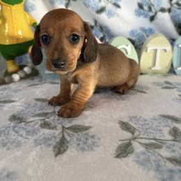 Angel - Red female Dachshund puppy in Temecula, California from Naomi Magee's Dachshund Kennel