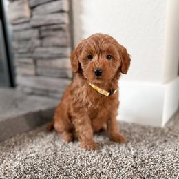 Oreo - Red  male Goldendoodle puppy in Billings, Montana from Montana Raised Doodles