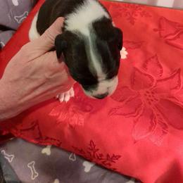 Boy 6 - White and black male American Bulldog puppy in La Porte, Indiana from Slayton's American Bulldogs
