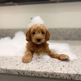 Goldendoodle and Poodle Puppies from Krispydoodle