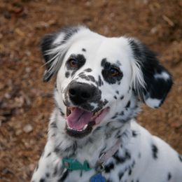 Maya - Dalmatian
