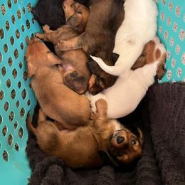 Dachshund Puppies from Parker House Dachshunds