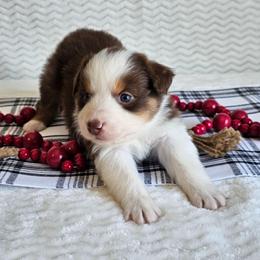 Rhett - Red tri-color male Australian Shepherd puppy in Mountain Grove, Missouri from K Bar H Farms