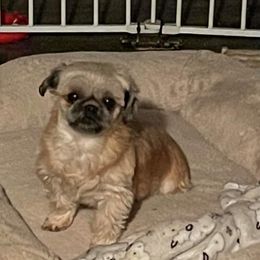 Shih Tzus from Indy Unique Shih Tzu