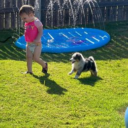 Miniature Australian Shepherd Puppies from Lockhart Mini Aussies