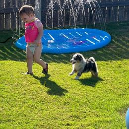 Miniature Australian Shepherd Puppies from Lockhart Mini Aussies