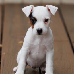 Bet - Tri-color female Jack Russell Terrier puppy in Yakima County, Washington from Saddle Rock Kennels
